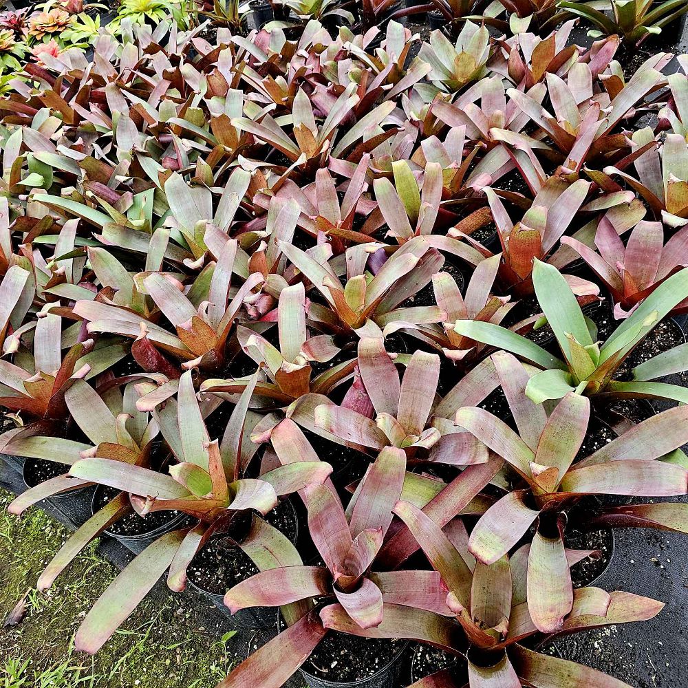 alcantarea-imperialis-red-form-bromeliad