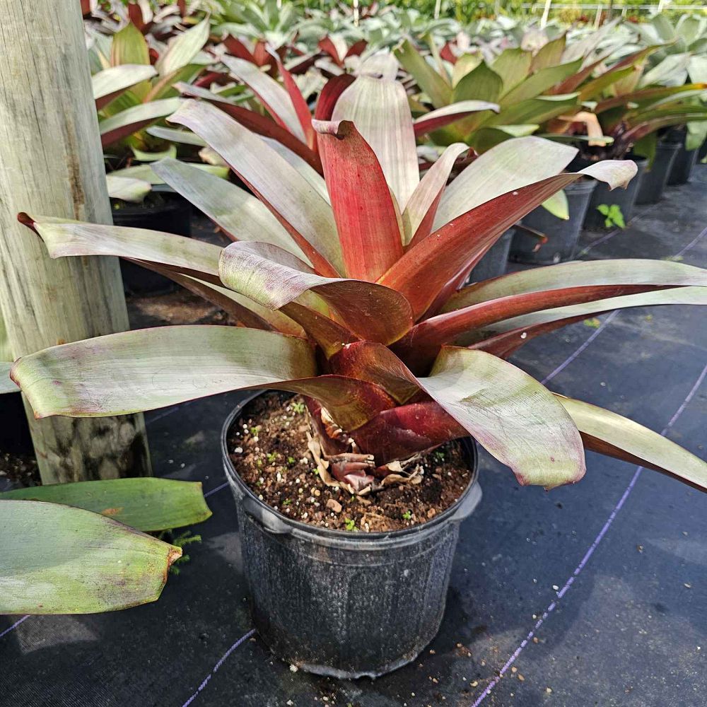 alcantarea-imperialis-red-form-bromeliad