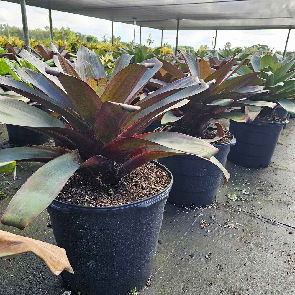 alcantarea-imperialis-red-form-bromeliad