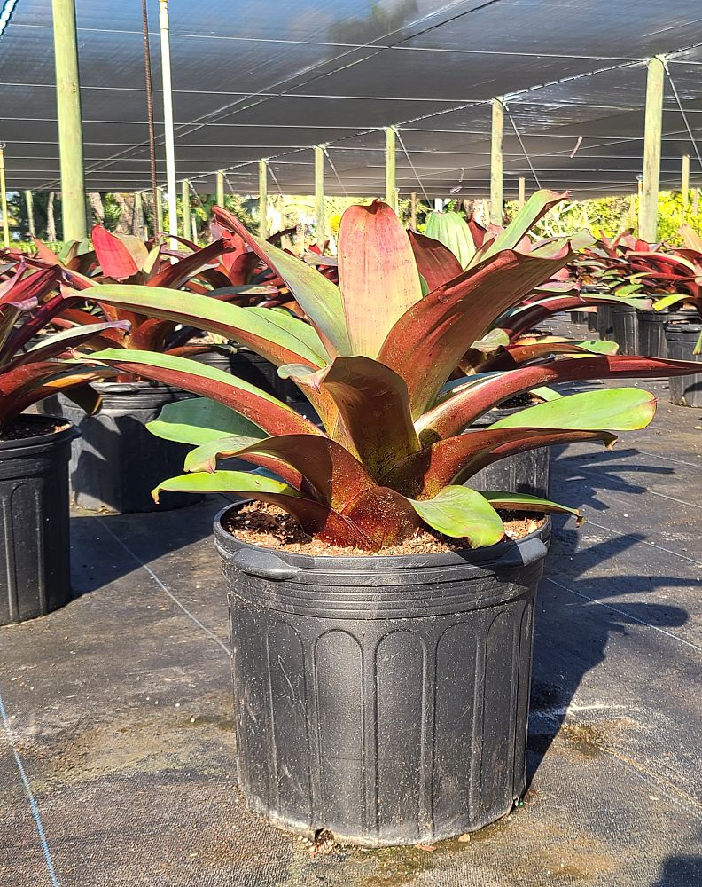 alcantarea-imperialis-rubra-bromeliad