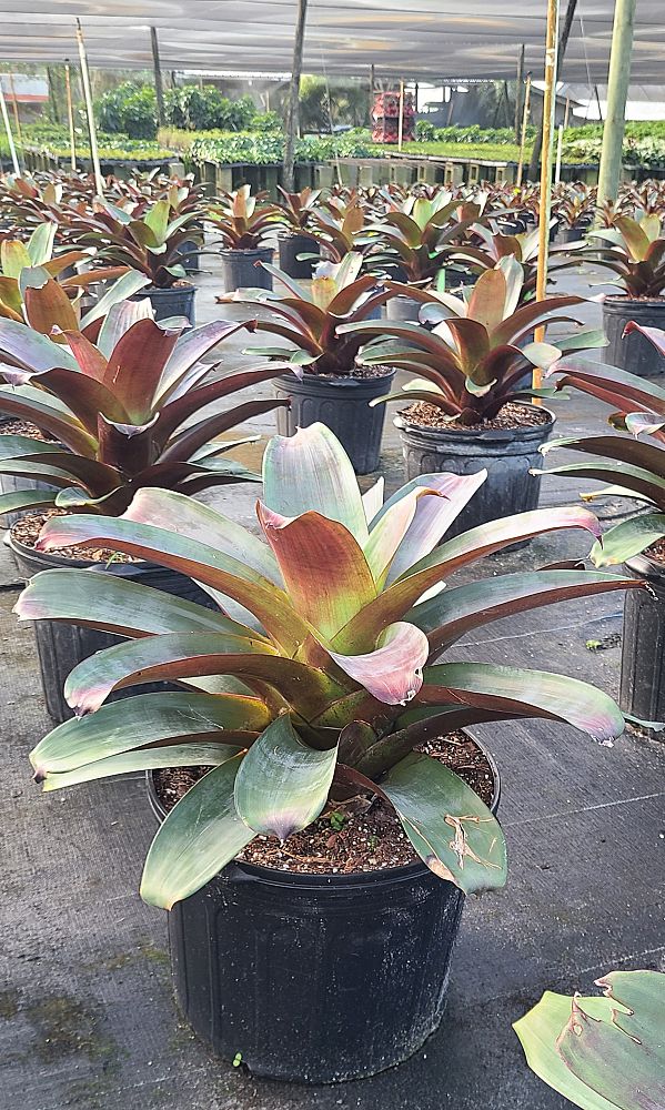 alcantarea-imperialis-rubra-bromeliad