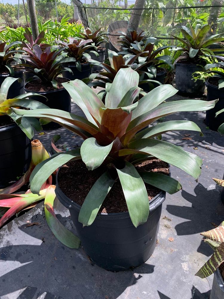 alcantarea-imperialis-rubra-bromeliad