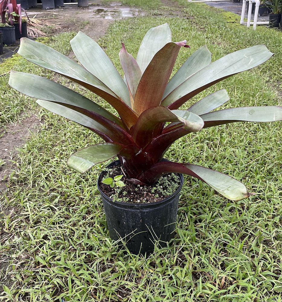 alcantarea-imperialis-rubra-bromeliad