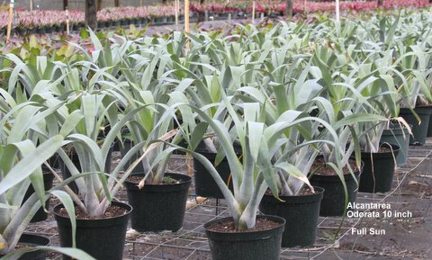 alcantarea-odorata-bromeliad