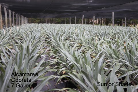 alcantarea-odorata-bromeliad