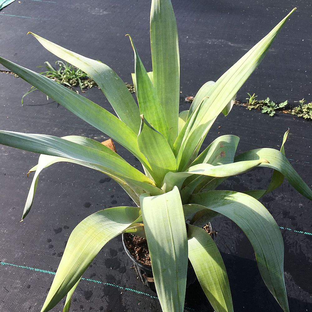 alcantarea-odorata-bromeliad