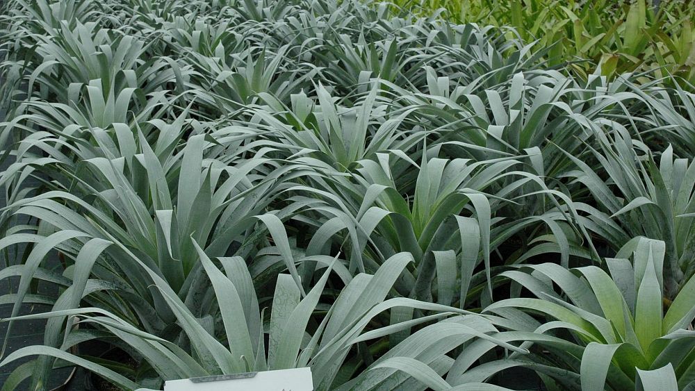 alcantarea-odorata-bromeliad