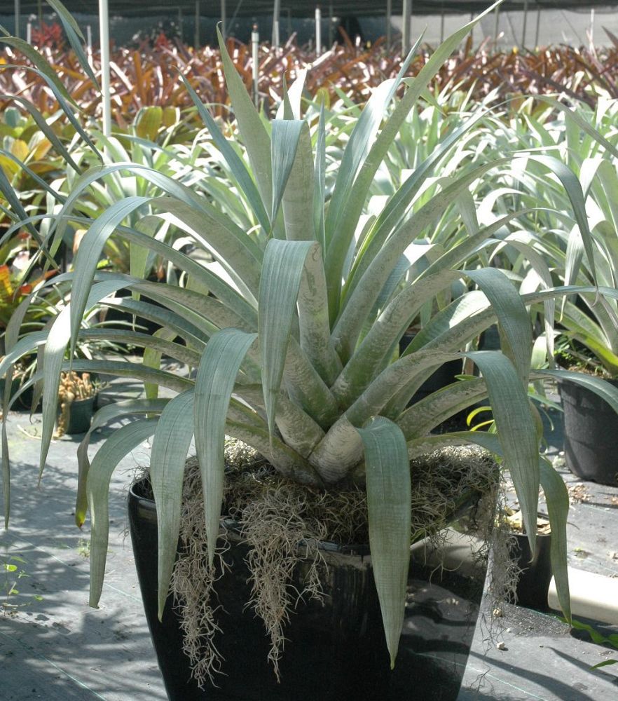 alcantarea-odorata-bromeliad