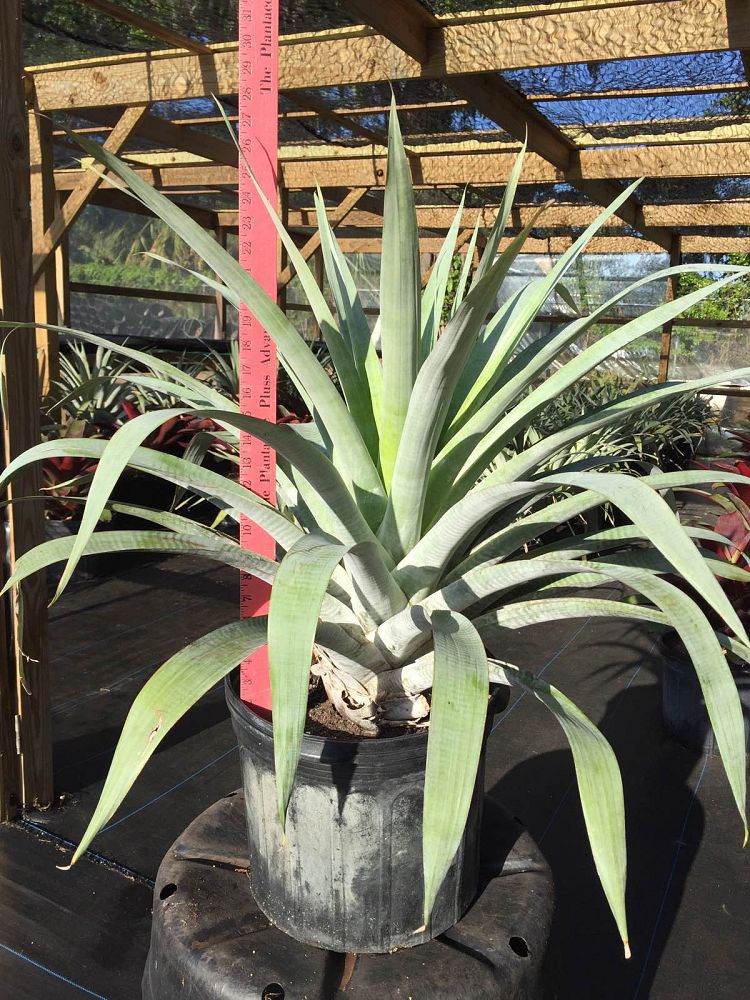 alcantarea-odorata-bromeliad