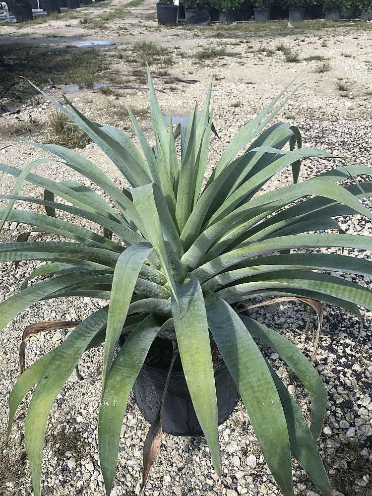 alcantarea-odorata-bromeliad