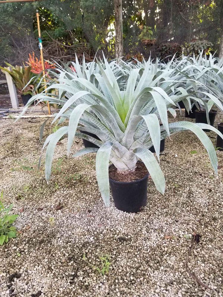 alcantarea-odorata-bromeliad