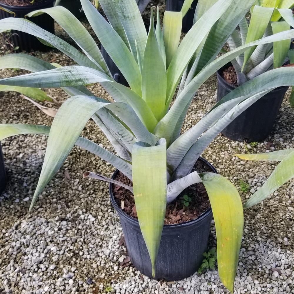 alcantarea-odorata-bromeliad