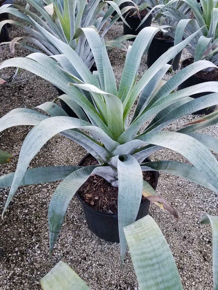 alcantarea-odorata-bromeliad