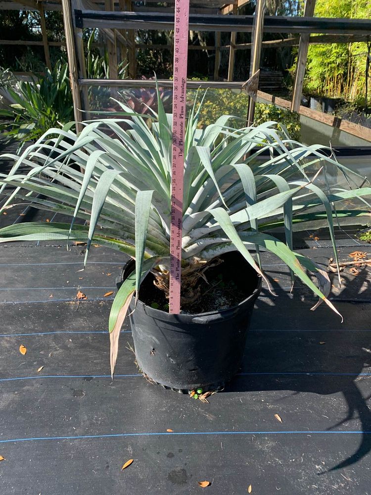 alcantarea-odorata-bromeliad