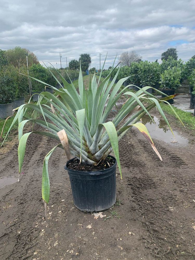 alcantarea-odorata-bromeliad