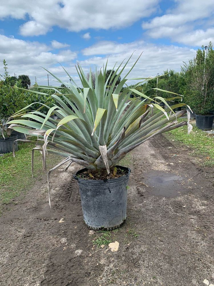 alcantarea-odorata-bromeliad