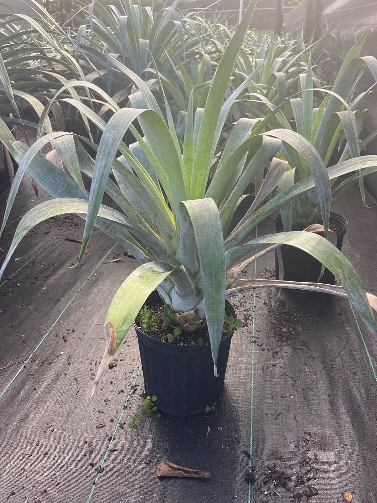 alcantarea-odorata-bromeliad