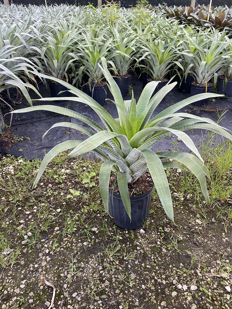 alcantarea-odorata-bromeliad