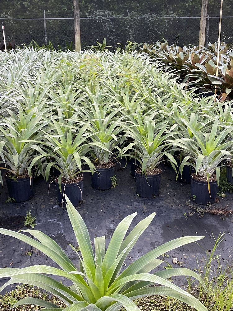 alcantarea-odorata-bromeliad