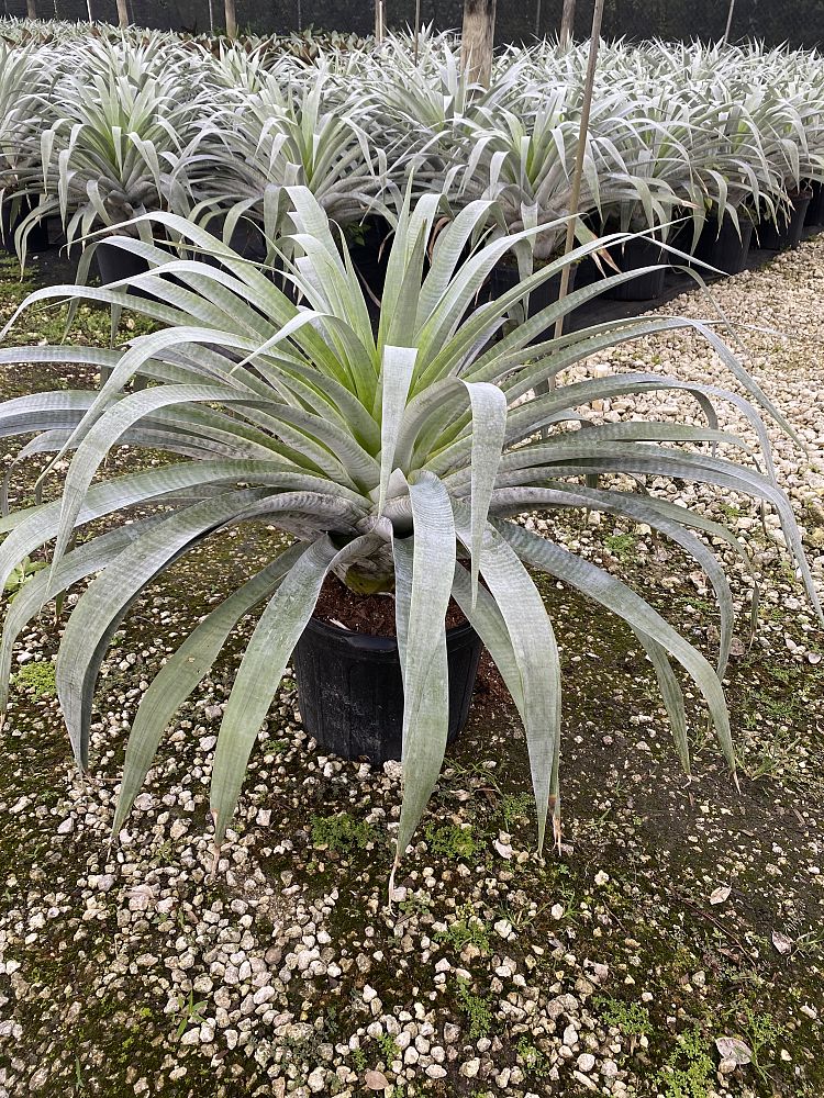 alcantarea-odorata-bromeliad