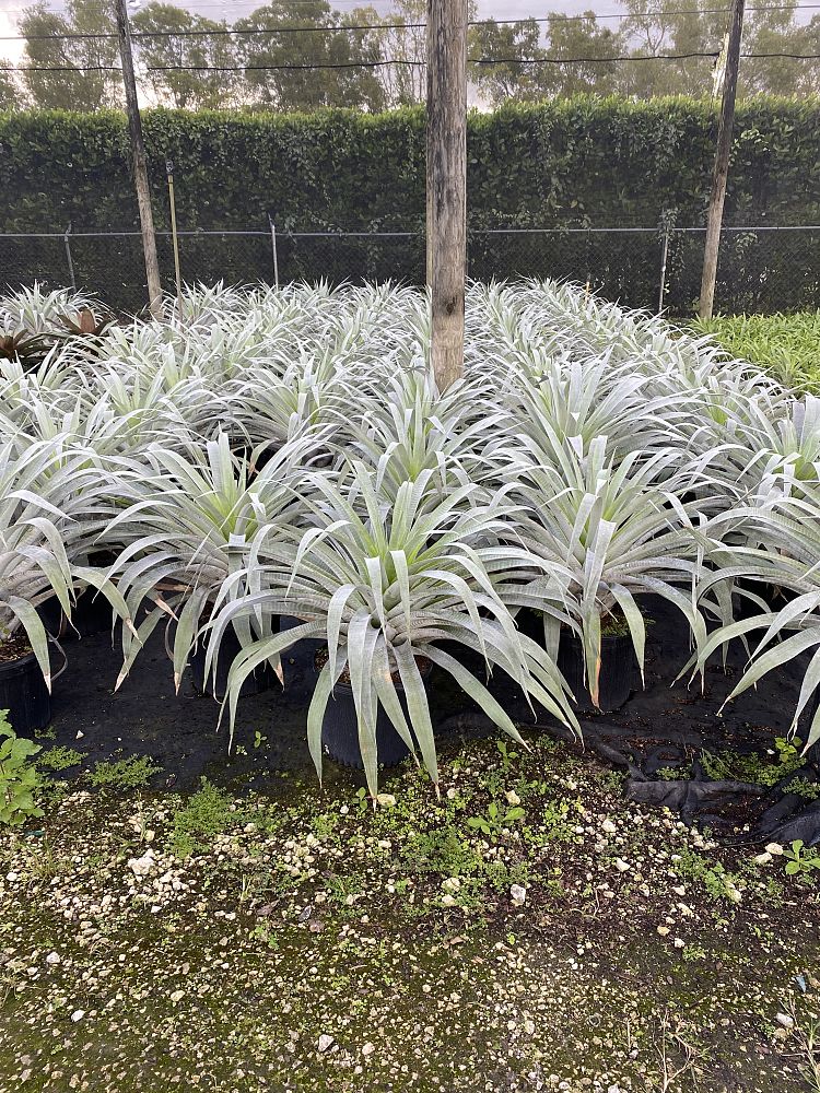 alcantarea-odorata-bromeliad