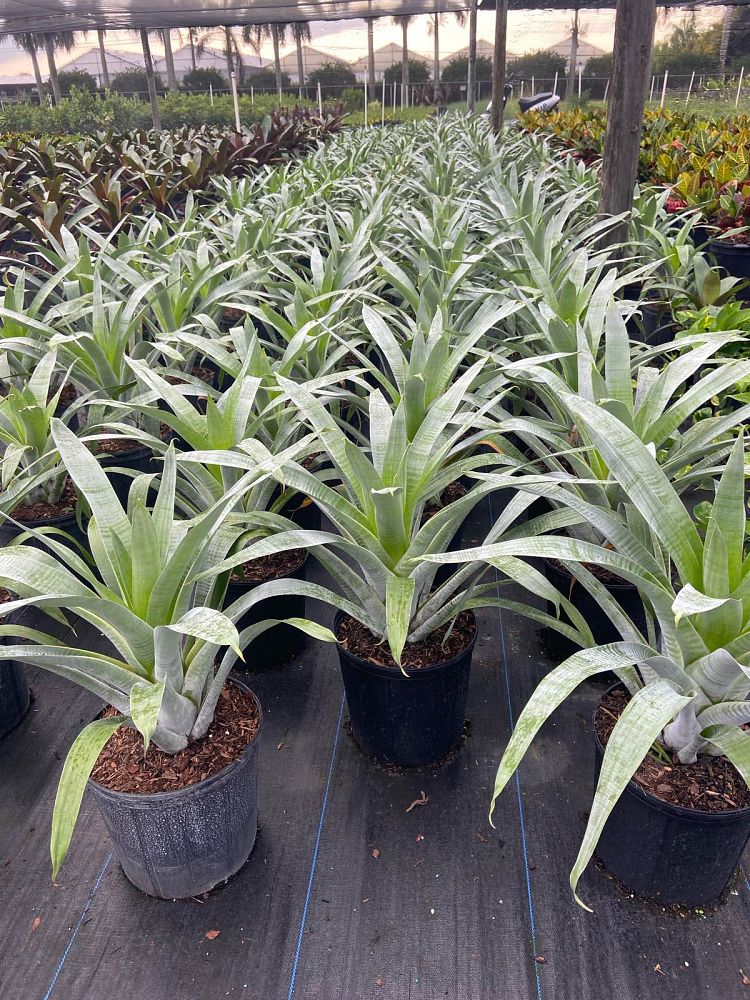 alcantarea-odorata-bromeliad