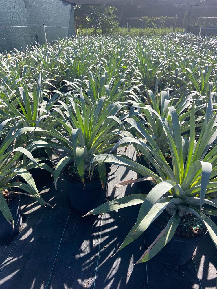 alcantarea-odorata-bromeliad