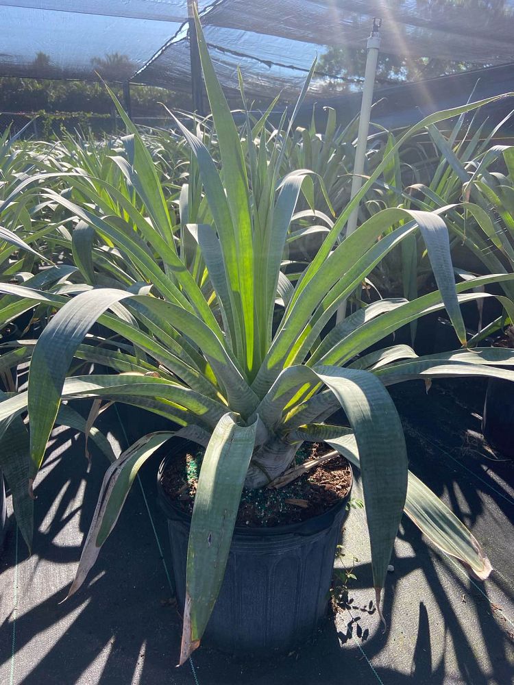 alcantarea-odorata-bromeliad