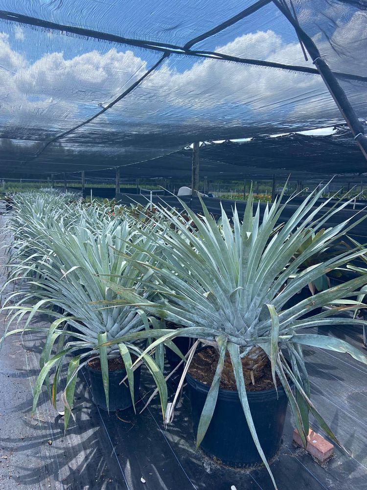 alcantarea-odorata-bromeliad