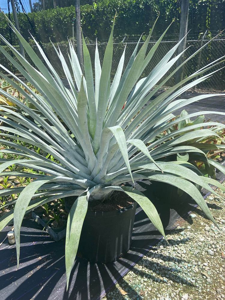 alcantarea-odorata-bromeliad