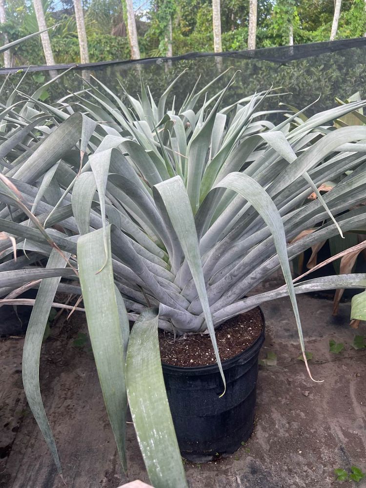 alcantarea-odorata-bromeliad
