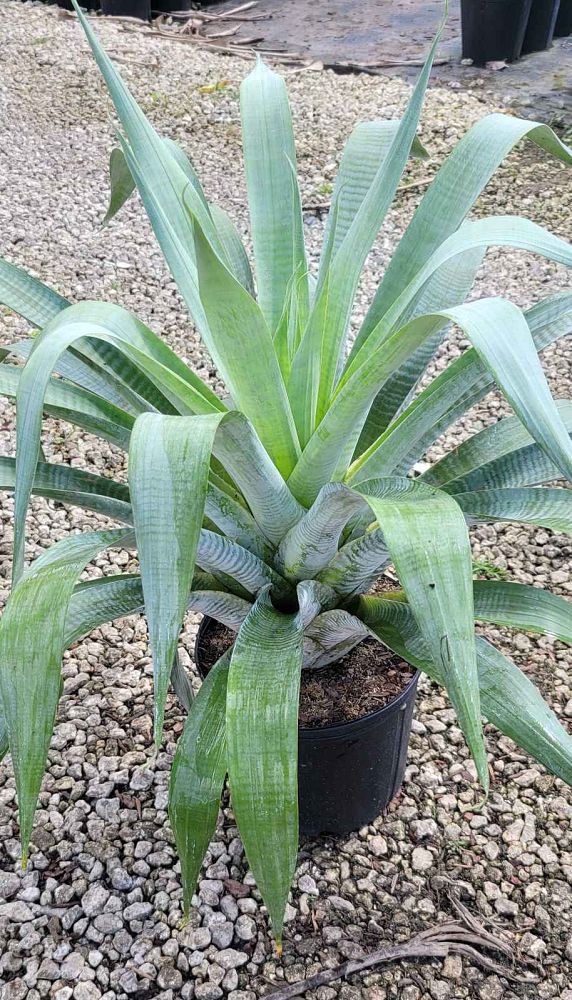 alcantarea-odorata-bromeliad