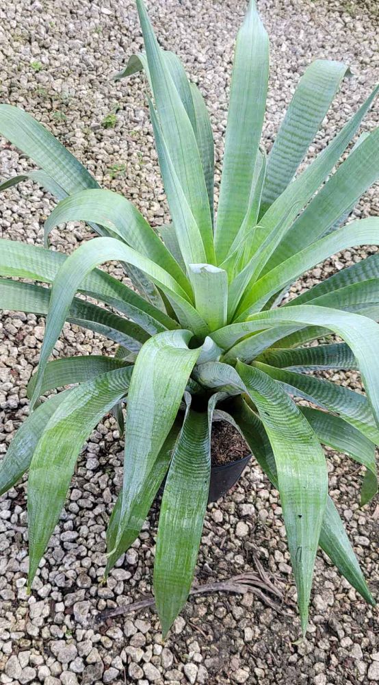alcantarea-odorata-bromeliad