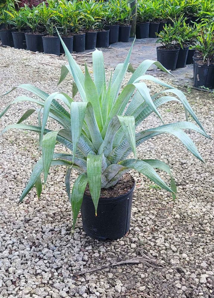 alcantarea-odorata-bromeliad