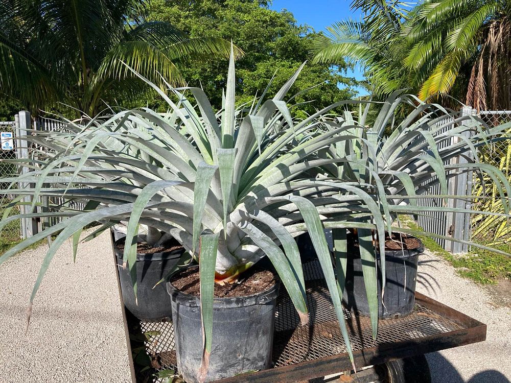 alcantarea-odorata-bromeliad