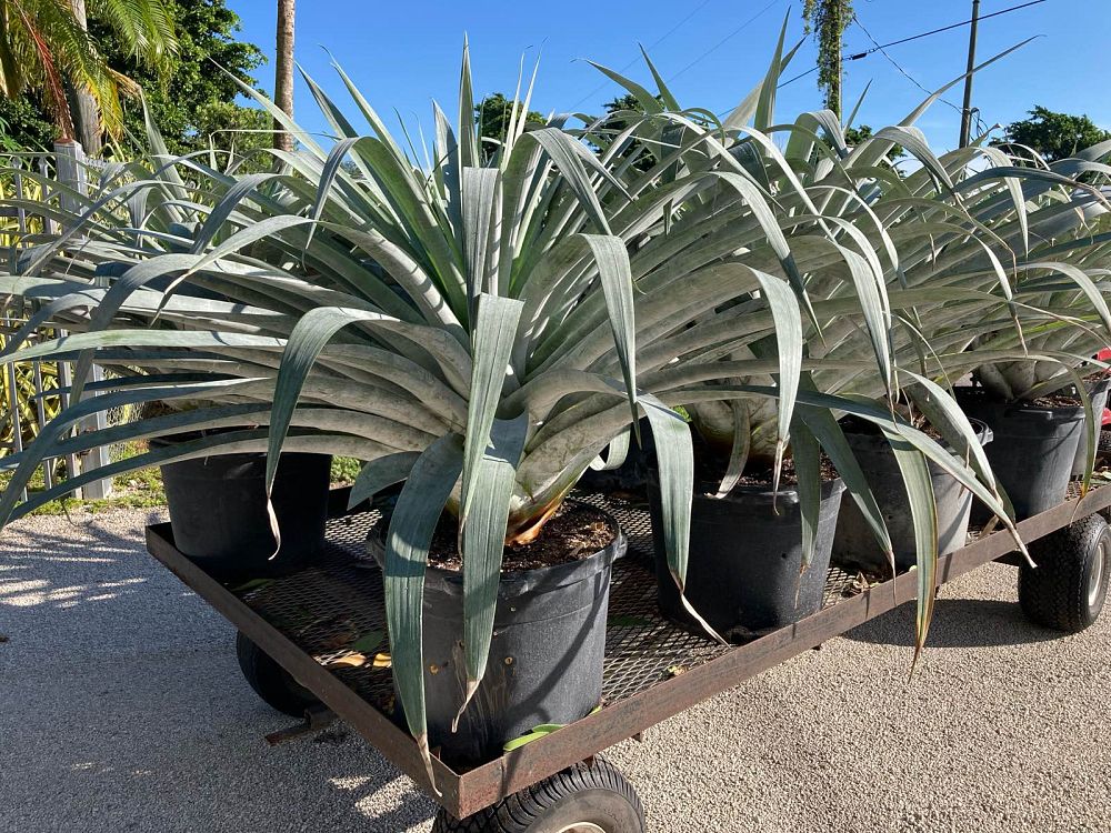 alcantarea-odorata-bromeliad