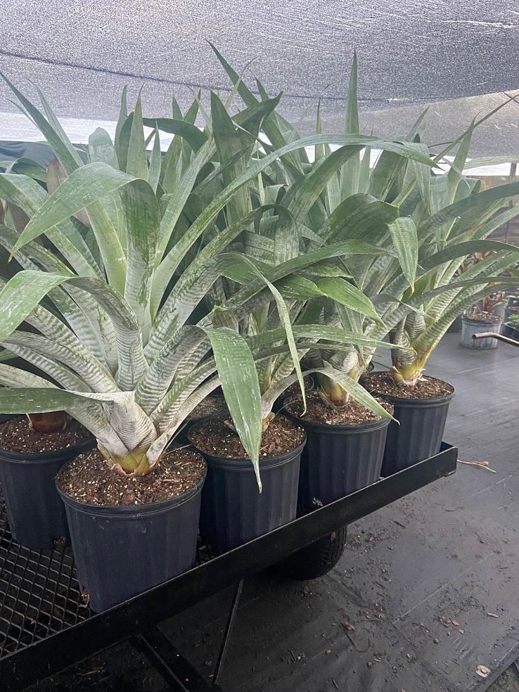 alcantarea-odorata-bromeliad