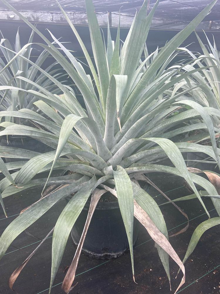 alcantarea-odorata-bromeliad