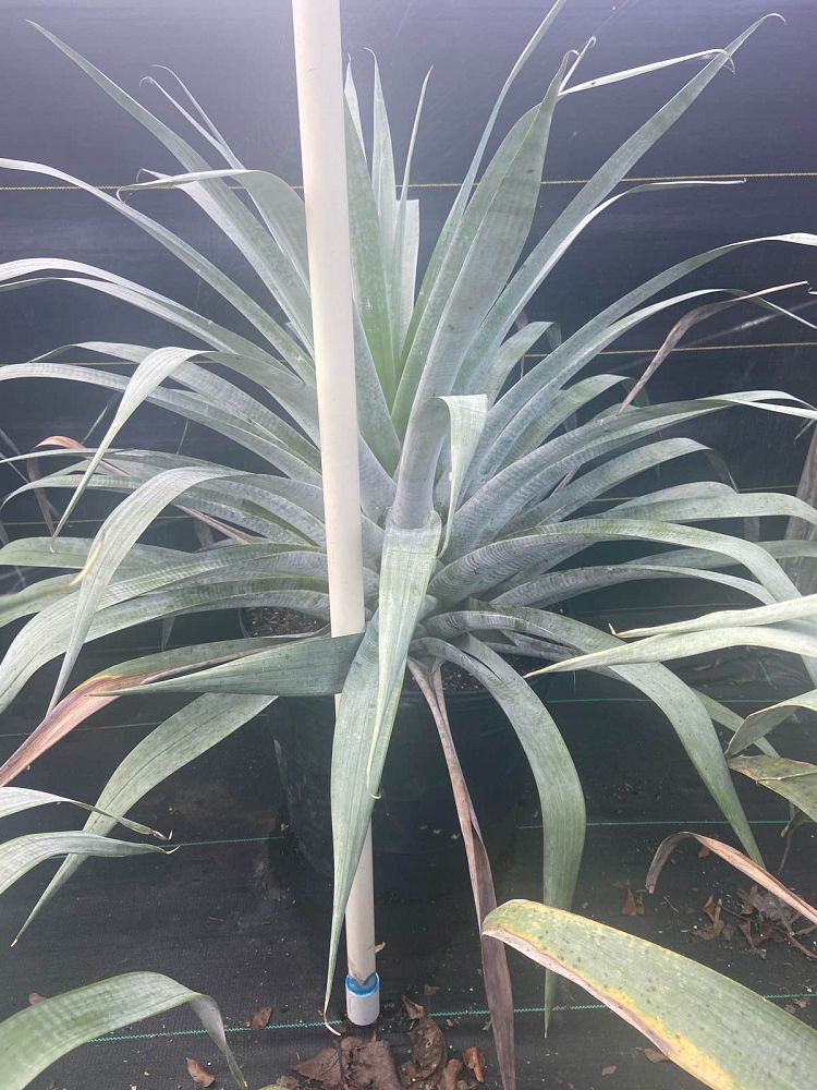 alcantarea-odorata-bromeliad