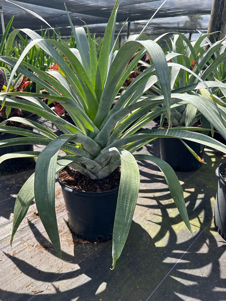 alcantarea-odorata-bromeliad