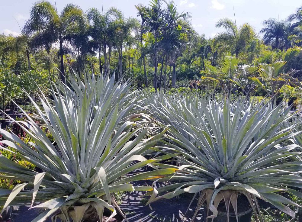 alcantarea-odorata-bromeliad