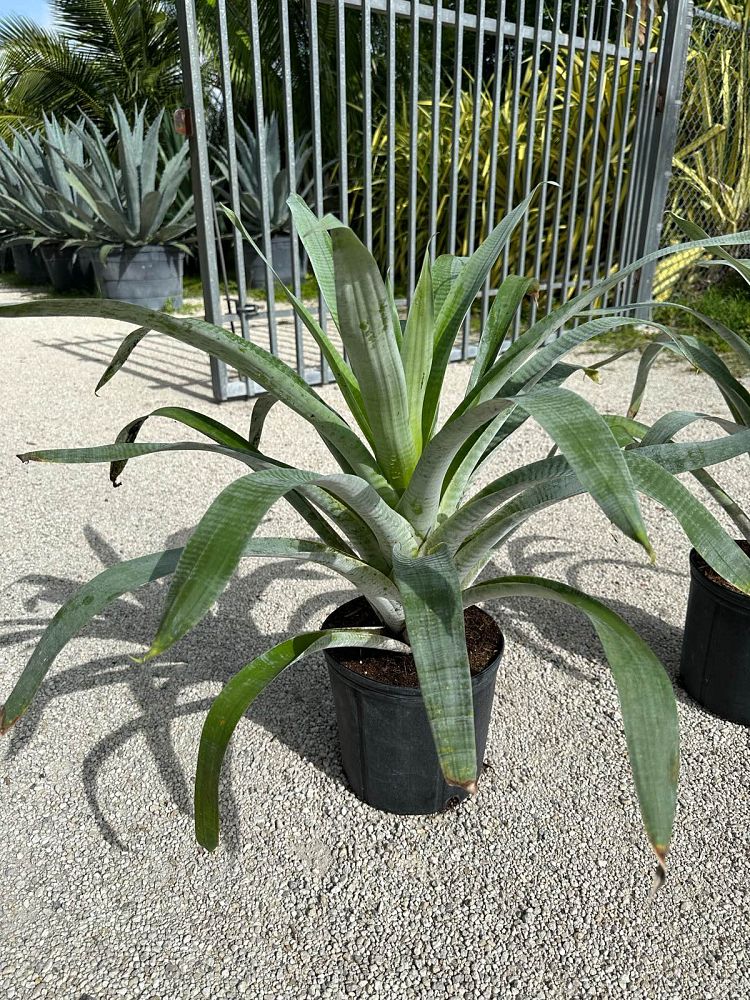 alcantarea-odorata-bromeliad