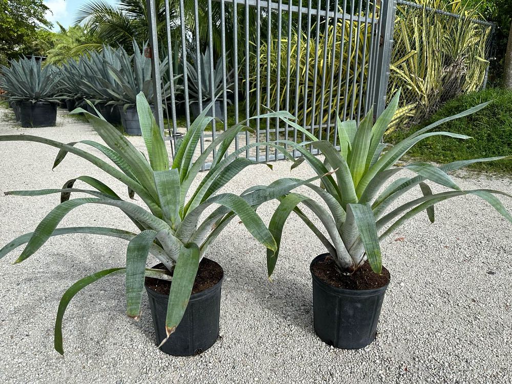 alcantarea-odorata-bromeliad