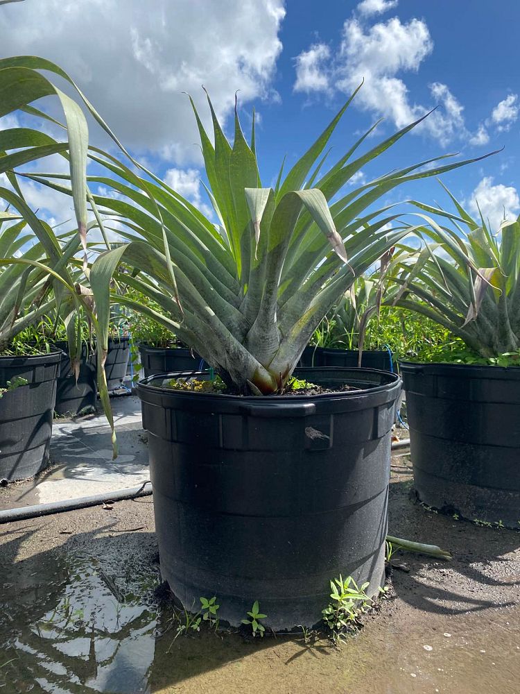 alcantarea-odorata-bromeliad