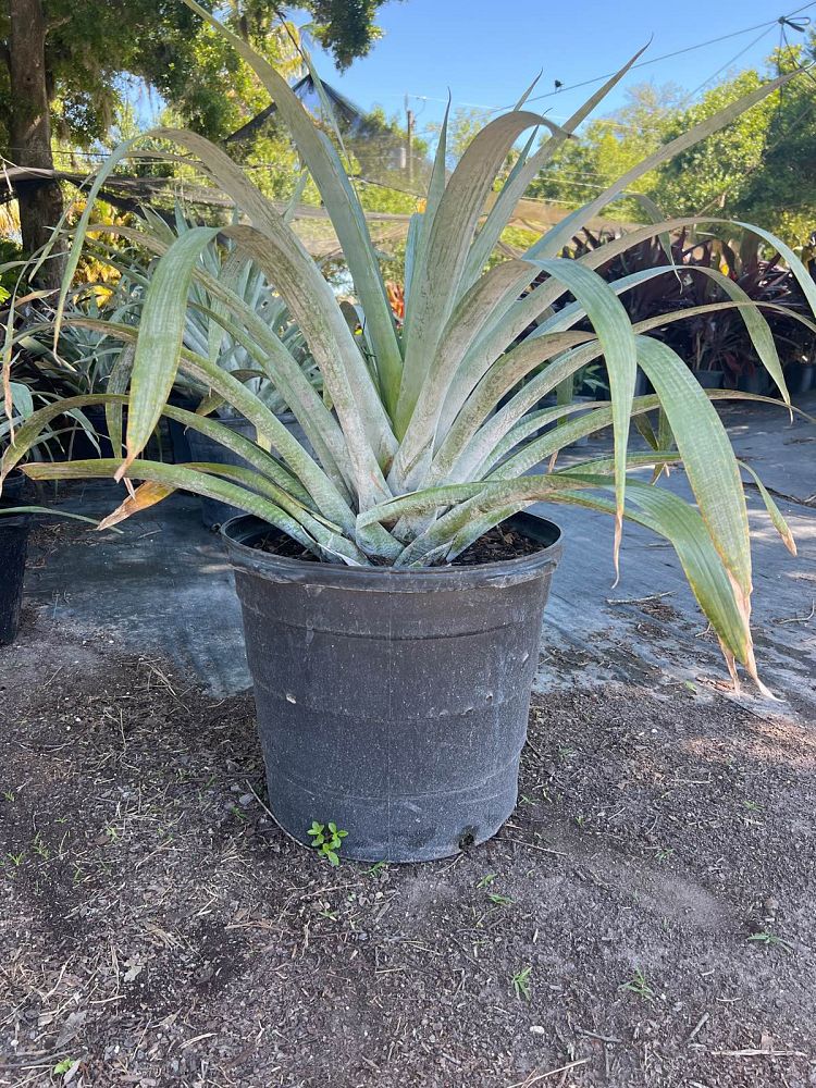 alcantarea-odorata-bromeliad