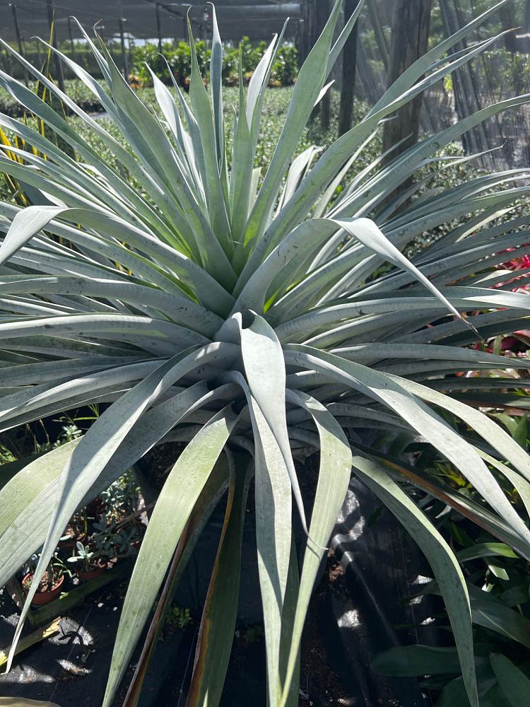 alcantarea-odorata-bromeliad