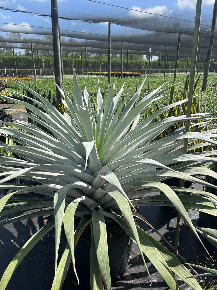 alcantarea-odorata-bromeliad