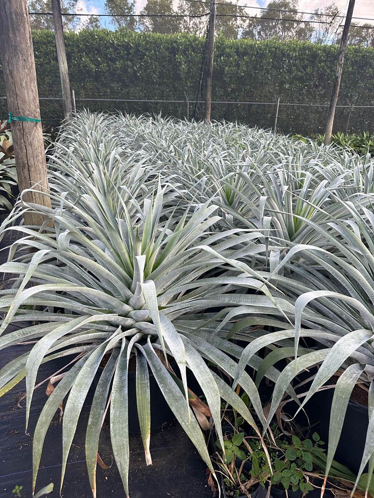alcantarea-odorata-bromeliad
