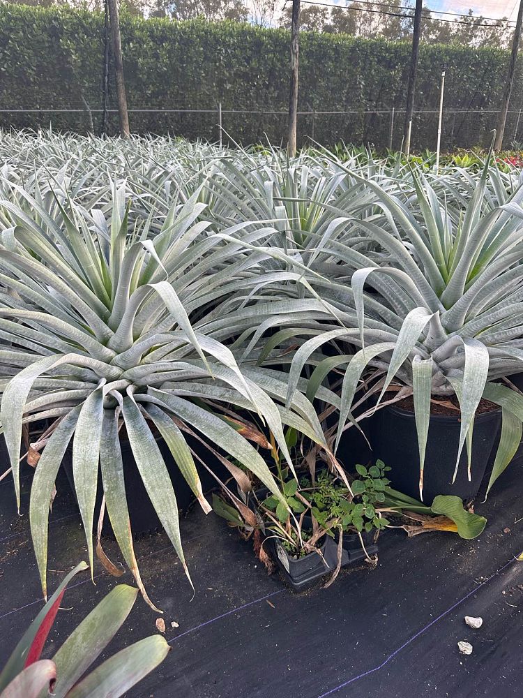alcantarea-odorata-bromeliad