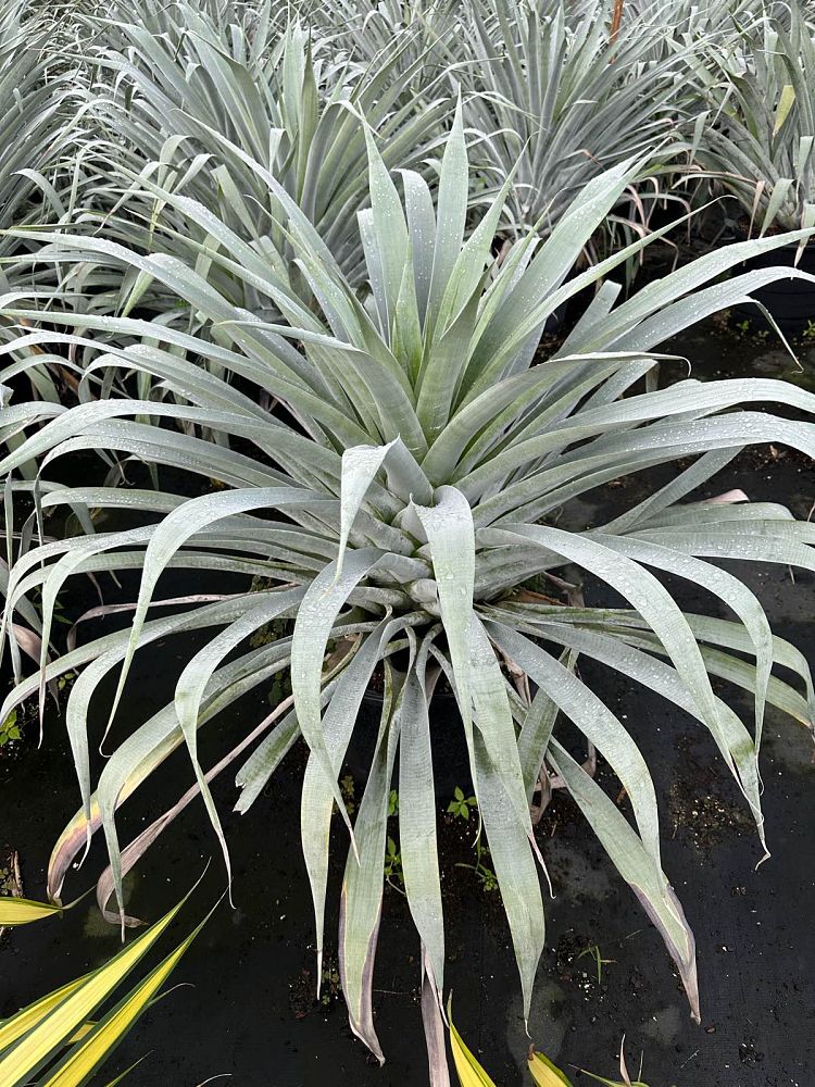 alcantarea-odorata-bromeliad